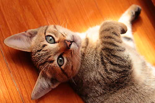 imagem gato sem otimizar